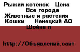 Рыжий котенок › Цена ­ 1 - Все города Животные и растения » Кошки   . Ненецкий АО,Шойна п.